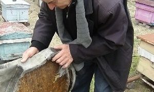 «Մեղվաբուծությամբ զբաղվելը դժվար չէ, բայց աշխատատար է»