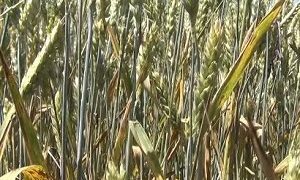 Սյունիքի ԳԱՄԿ. հացաբույսերի ժանգասնկերը, պայքարի միջոցառումները