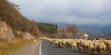 Բուրդը՝ «պատուհաս» ֆերմերների համար