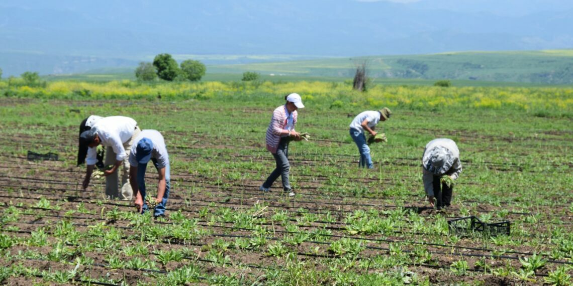 Այլընտրանքային մշակաբույսեր