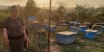 Մեղվաբուծություն՝ անասնապահության փոխարեն