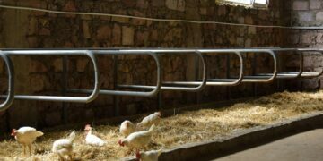 «Խելացի», բայց դատարկ անասնաշենքեր