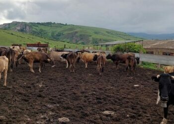 Արցախից տեղահանված կինը տնտեսությունը զարգացնելու համար աջակցություն է ակնկալում