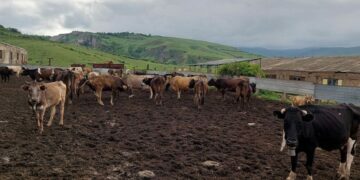 Արցախից տեղահանված կինը տնտեսությունը զարգացնելու համար աջակցություն է ակնկալում