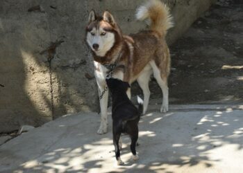 Հոկտեմբերի 4-ը կենդանիների պաշտպանության միջազգային օրն է