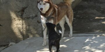 Հոկտեմբերի 4-ը կենդանիների պաշտպանության միջազգային օրն է