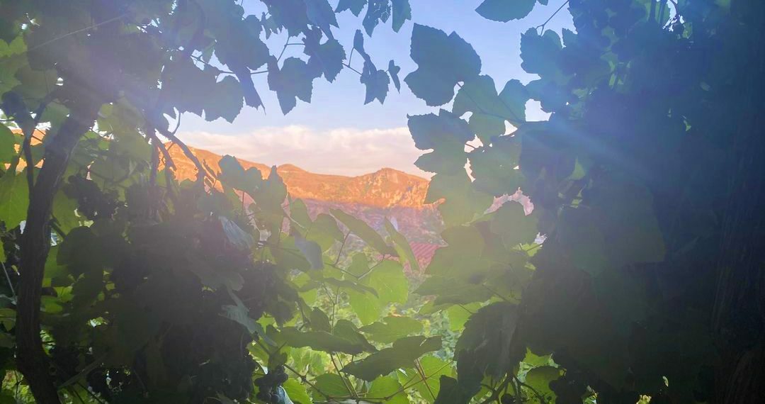Կհաջողվի՞ արդյոք անվնաս պահել Հույսը