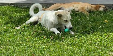 Կենդանասիրության և մահվան վտանգի մեջտեղում