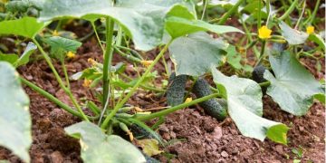 Ջերմոցային տնտեսությունների զարգացման հնարավորություն Վերիշեն և Ակներ բնակավայրերի համար