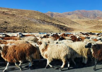 Բուրդը՝ «պատուհաս» ֆերմերների համար