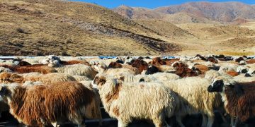 Բուրդը՝ «պատուհաս» ֆերմերների համար