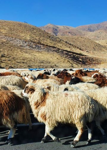 Բուրդը՝ «պատուհաս» ֆերմերների համար