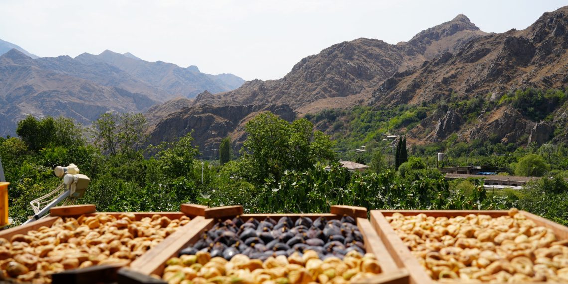 Մեղրիի թուզը չիր դարձավ, իրացման խնդիրը մնաց