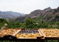 Մեղրիի թուզը չիր դարձավ, իրացման խնդիրը մնաց